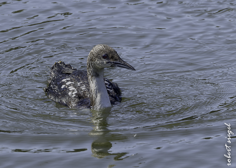 moss landing